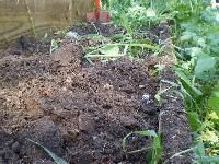 Green Manure