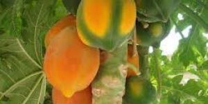 Fresh Papaya