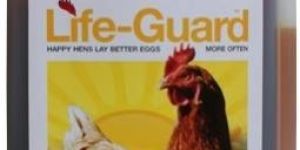 Poultry Feed Supplements