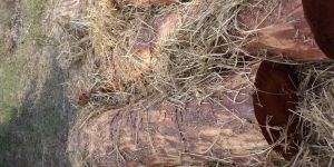 Red Sandal Wood Logs