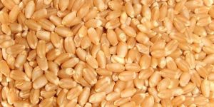 Wheat Grain