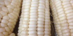 White Maize
