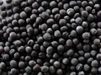 Canola Seed