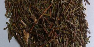 Himalayan Yew