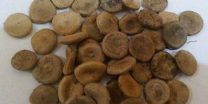 Nuxvomica Seeds (Kuchila)