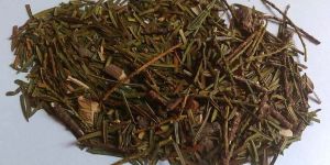 Talis Patter (Taxus Wallichiana)
