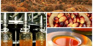 Palm Oil