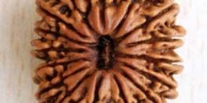 16 Mukhi Nepali Rudraksha Beads