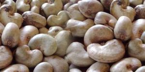 Raw Cashew Nuts