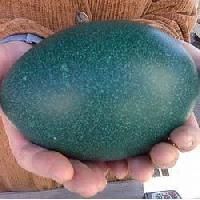 Emu Bird Eggs