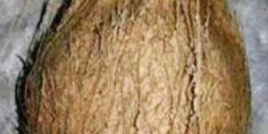 Coconut