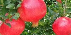Pomegranate