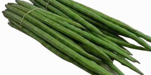 Fresh Drumsticks