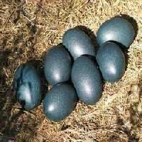 Emu Bird Eggs