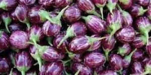 Fresh Brinjal