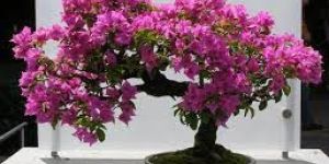 Bougainvillea Glabra