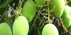 Mango Plants