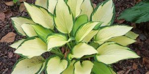 Orange Marmalad Indoor Plants