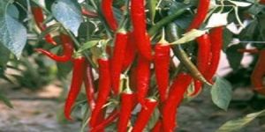 Chilli Seeds