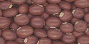 Red Bean Seeds