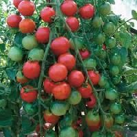 Hybrid Tomato Seeds