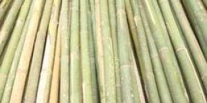 Bamboo Poles