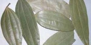 Bay Leaves