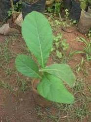 Sapling Plants