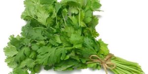 Fresh Coriander Leaves