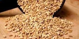 Wheat Seeds