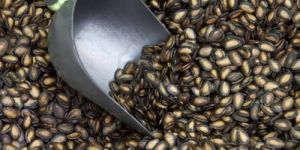 Watermelon Seeds