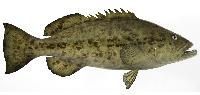 Grouper Fish
