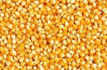 Yellow Maize Seeds