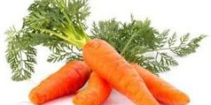 Fresh Carrot