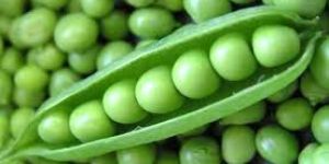 Fresh Green Peas