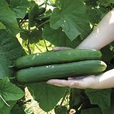 Hybrid Cucumber Seeds