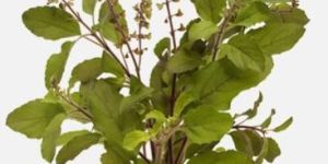 Fresh Tulsi Leaves