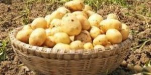 Potato Powder