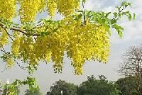 Amaltas Cassia Fistula