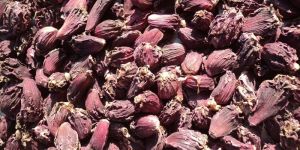 Black Large Cardamom