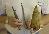 Bamboo Shoot