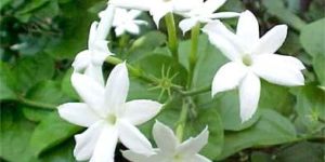 Fresh Jasmine Flower