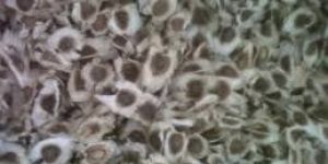 Moringa Seeds