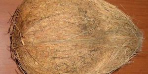 Semi Husked Coconut