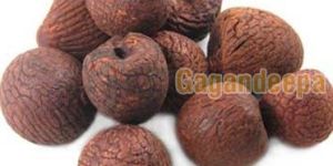 Areca Nuts