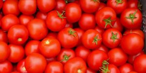 Fresh Tomato