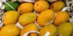 Alphonso Mangoes