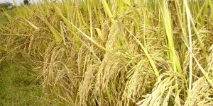 Paddy Rice