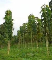 Teak Plant