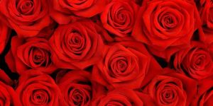 Fresh Red Rose Flowers